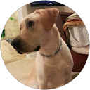 Ryan Ammarell profile picture